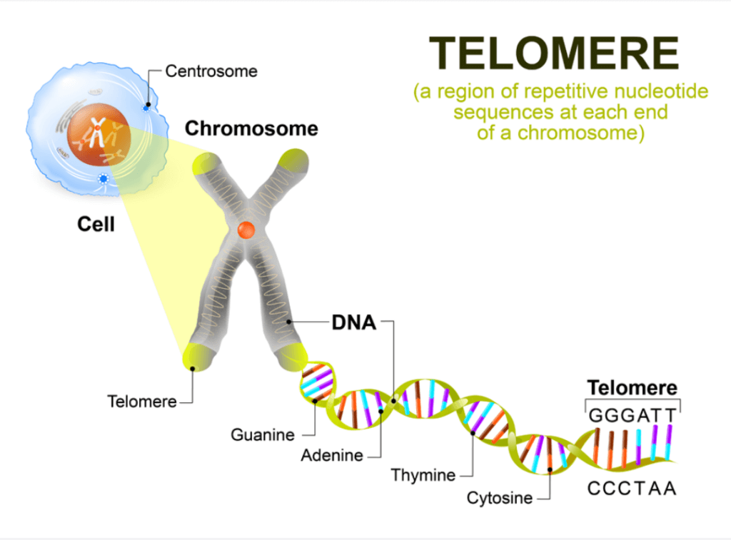 Telomere