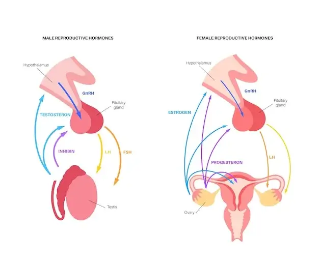 Amplifying Results Through Hormonal Balance