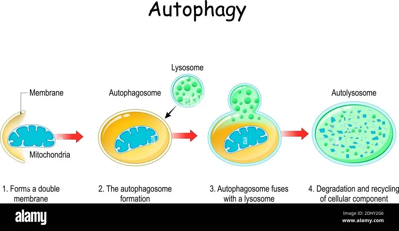 Autophagy