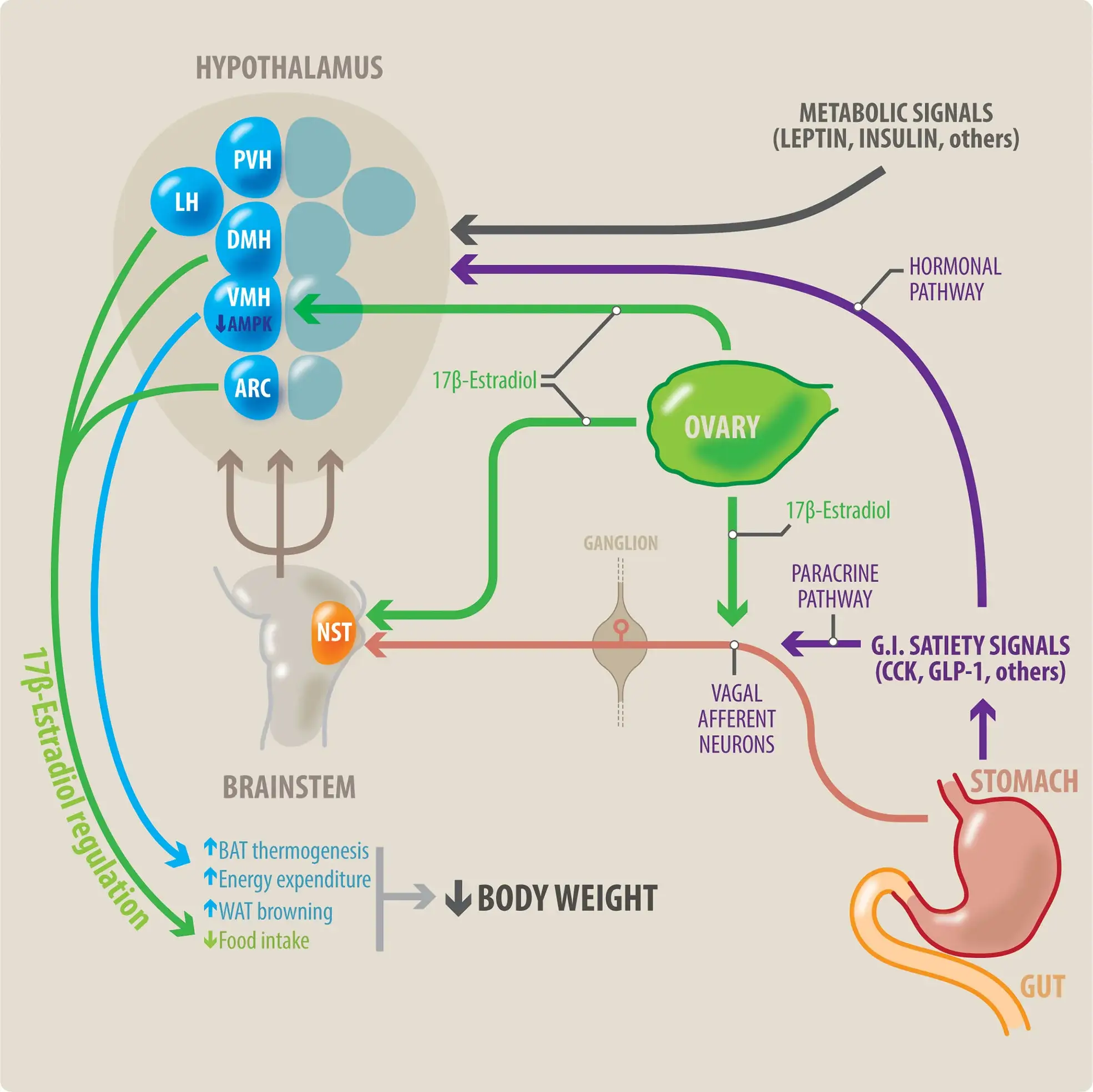 Hormonal Balance