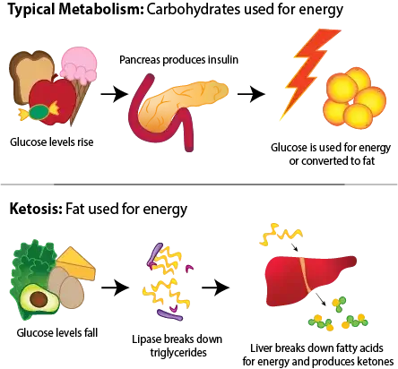 Ketosis