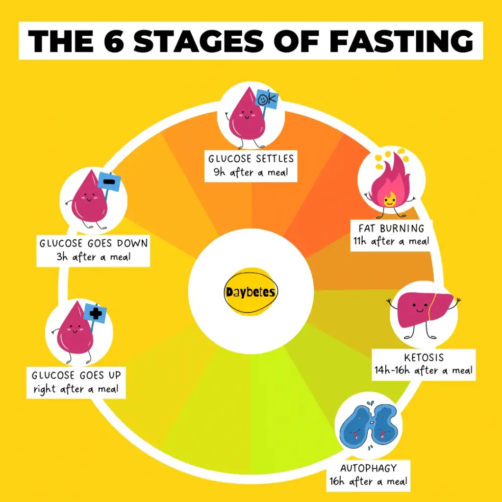 The 6 Stages of Fasting