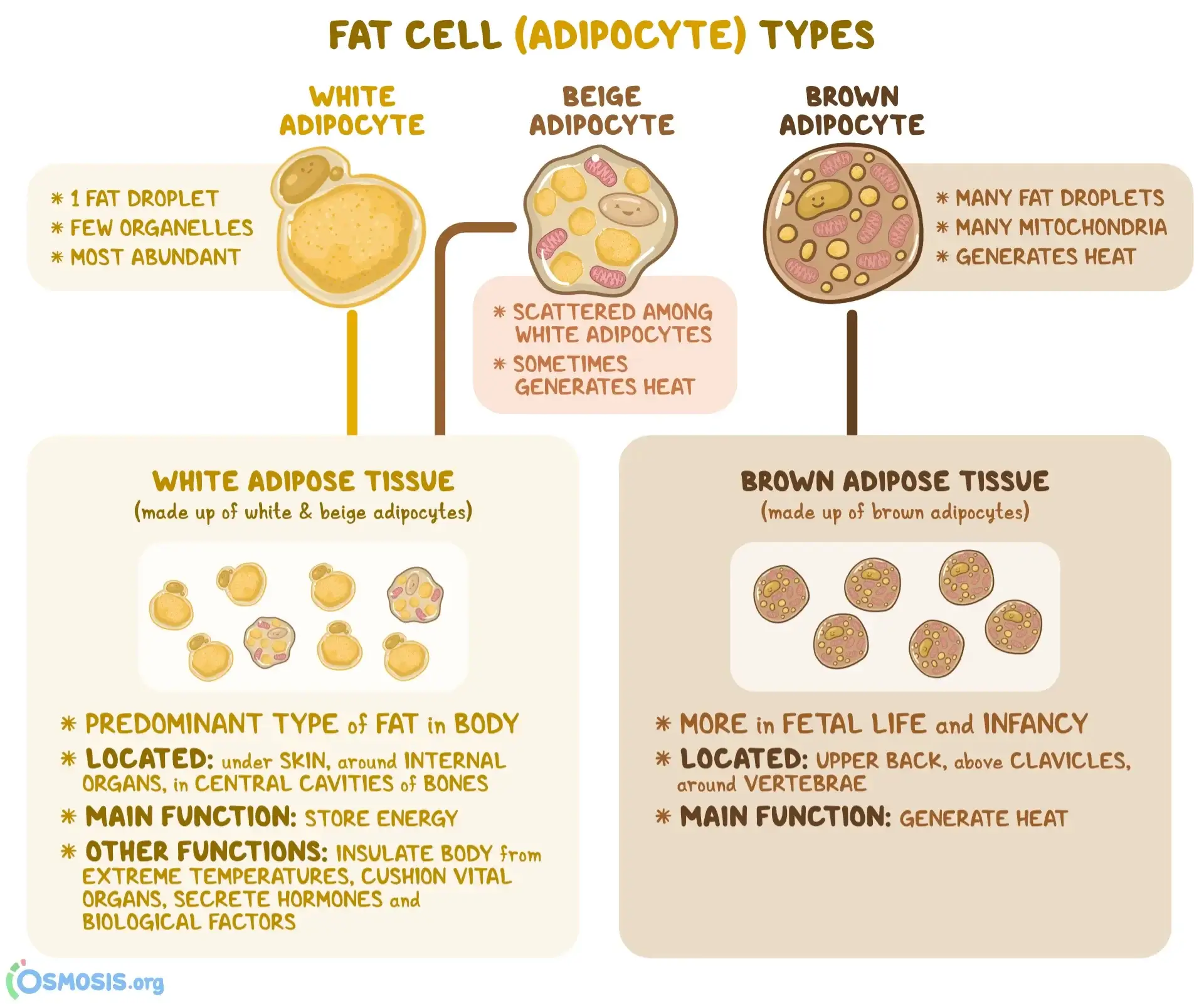 Three Types of BODY FAT